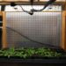 Growing young plants in a controlled environment at Boyce Thompson Institute for research in plant science and biotechnology.