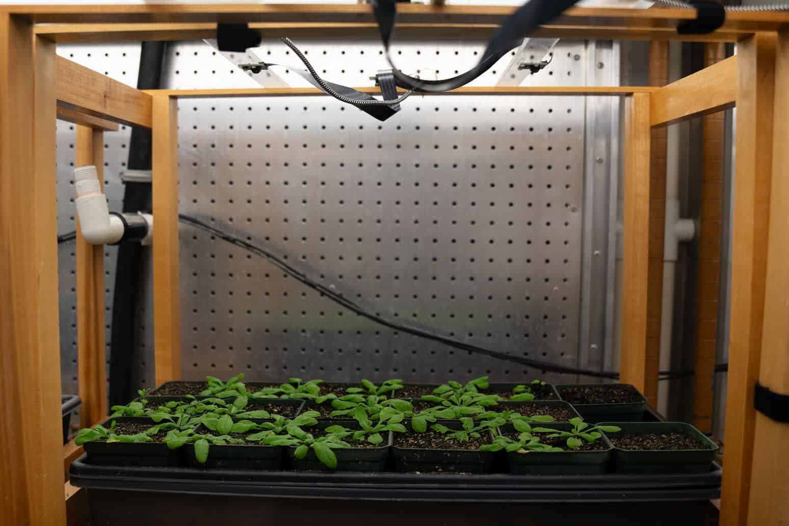 Democratizing Plant Research: A New Cost-Effective Solution for Advanced Phenotyping