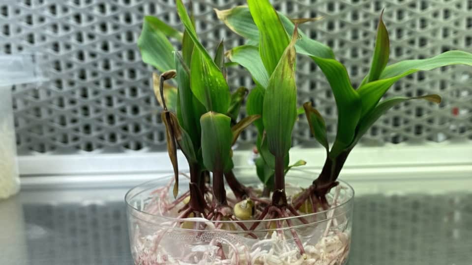 Transforming the Future by Making Maize Bioengineering More Accessible