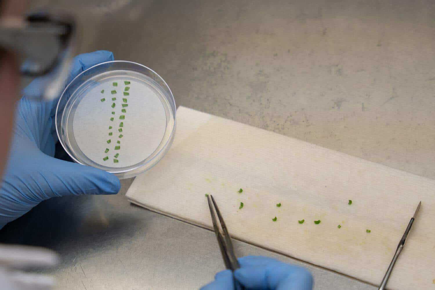 Center for Plant Biotechnology Research