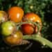 Ripe and unripe tomatoes on the vine at Boyce Thompson Institute, showcasing advanced plant science research and sustainable crop growth.