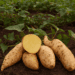 Sweet potatoes harvested from Boyce Thompson Institute research fields, showcasing healthy root crops and lush green foliage.