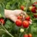 Red and green cherry tomatoes growing on a plant at Boyce Thompson Institute, showcasing advanced agricultural research and sustainable farming practices.