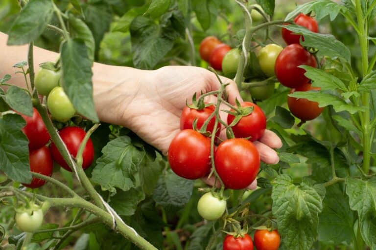 BTI, Meiogenix, and FFAR Announce $2 Million Breakthrough Tomato Genetics Collaboration