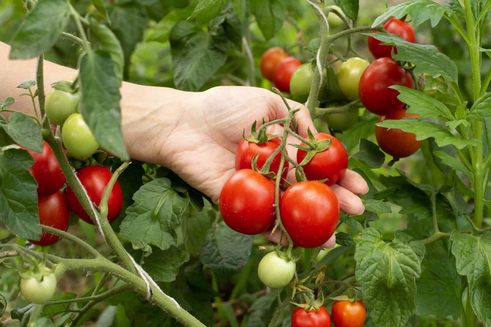 BTI, Meiogenix, and FFAR Announce $2 Million Breakthrough Tomato Genetics Collaboration
