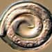 Nematode in the egg