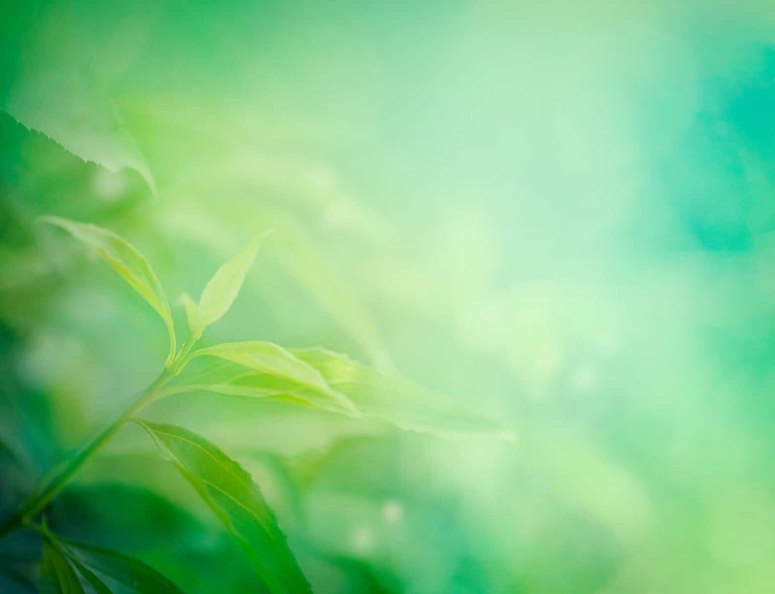 Announcing the Jane Silverthorne Postdoctoral Fellowship Program