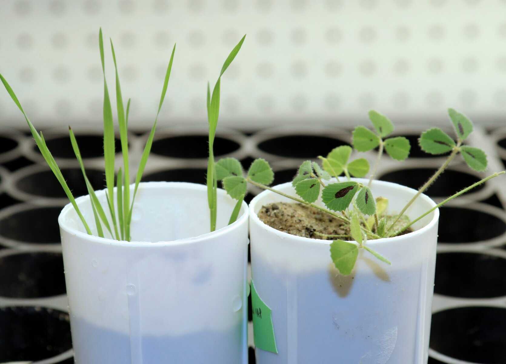 Plant Gene Discovery Could Help Reduce Fertilizer Pollution in Waterways