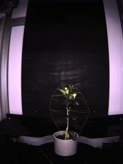 Boyce Thompson Institute research lab with a young plant growing under scientific lighting conditions for plant biology study.