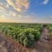 Lush green agricultural fields at Boyce Thompson Institute during sunset, showcasing advanced crop research and sustainable farming practices.