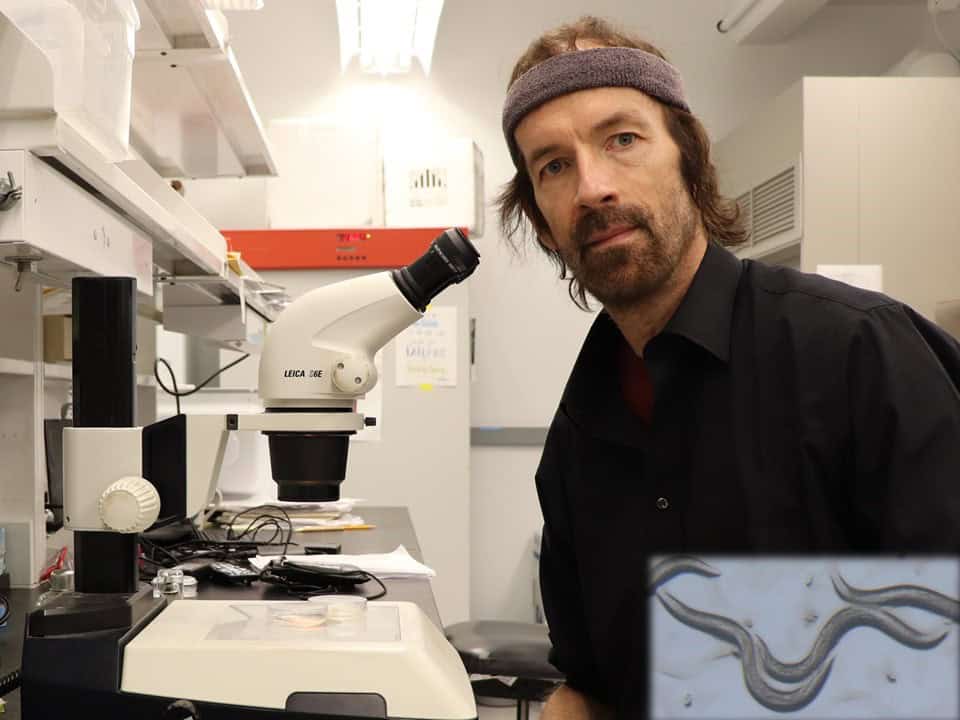 Frank Schroeder studies some roundworms, Caenorhabditis elegans, under a microscope.