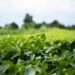 Fresh soybean plants with green leaves growing in farmland on summer day