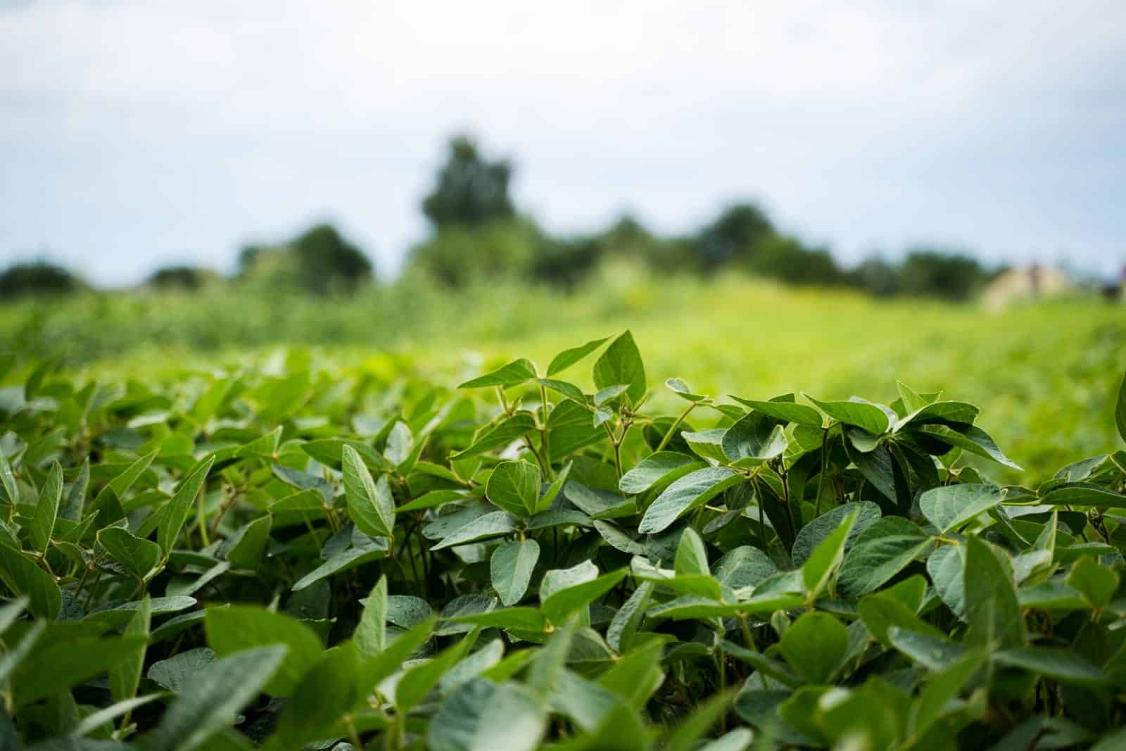 Chemicals from Parasitic Worms Boost Plant Immunity