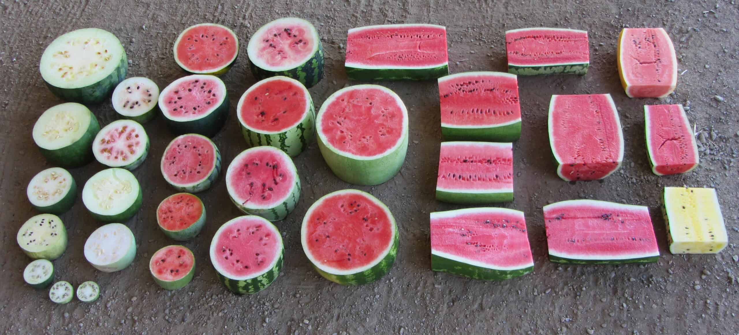 Watermelon Wonders: The Surprising Science Behind Your Favorite Summer Fruit