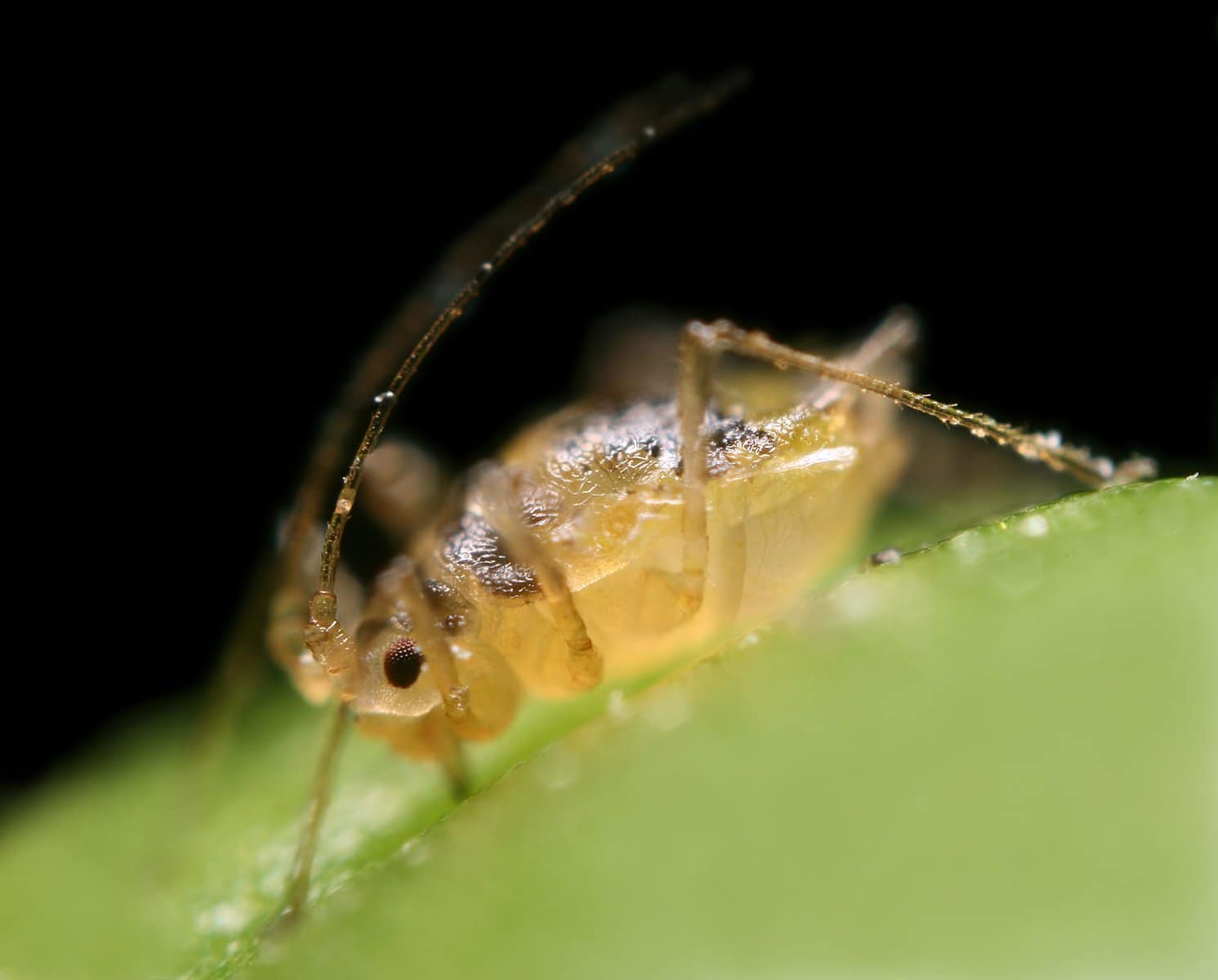 Aphids Balance Their Diets by Rebuilding Plant Amino Acids