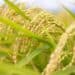 Golden rice plants with mature grains ripening in a field for sustainable agriculture research at Boyce Thompson Institute.