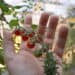 Cherry tomatoes ripening on the vine in a greenhouse at Boyce Thompson Institute. Hand holding plant with clusters of small, round, ripe red tomatoes. Sustainable agricultural research and crop health focus.