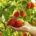 Vibrant heirloom tomatoes ripening on the vine at Boyce Thompson Institute's greenhouse, showcasing innovative plant research and sustainable agriculture practices.