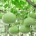 Green gourds hanging from vines in Boyce Thompson Institute greenhouses, showcasing advanced plant research and sustainable agriculture.