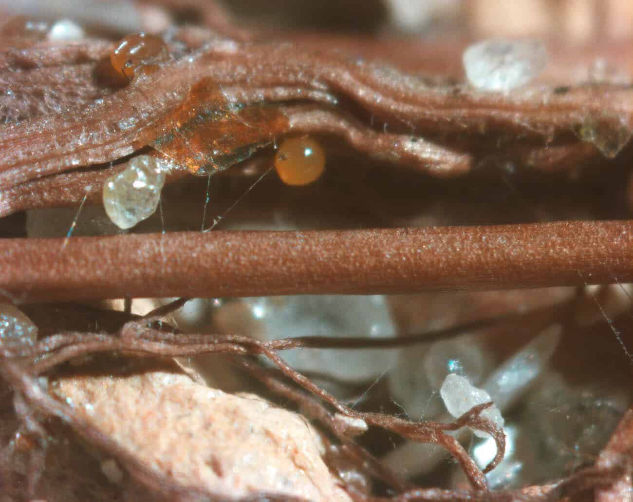 Fungi could manipulate bacteria to enrich soil with nutrients