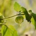Physalis philadelphica, also known as tomatillo, growing on a plant with bright green leaves and a fruit encased in a papery husk, illuminated by sunlight for a vibrant, healthy crop scene.