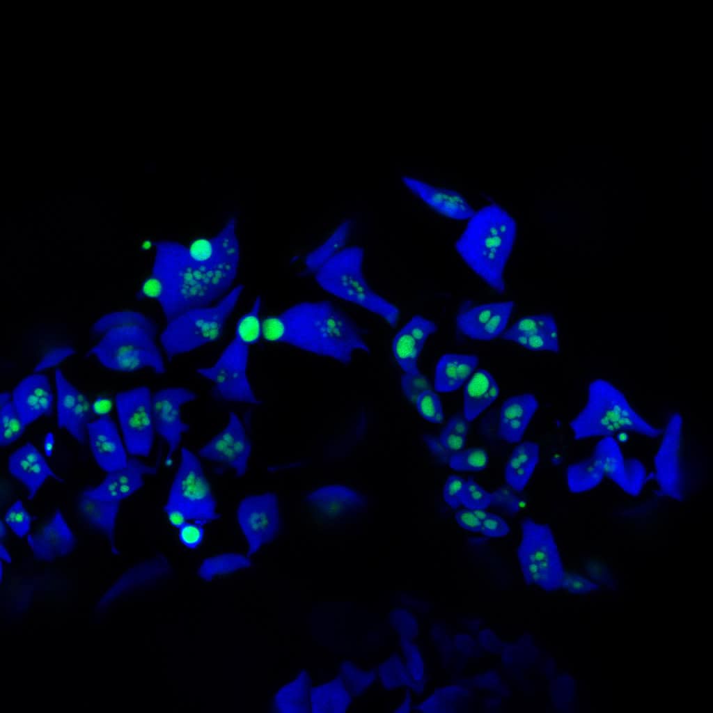 Tiny Plants Reveal Big Potential for Boosting Crop Efficiency