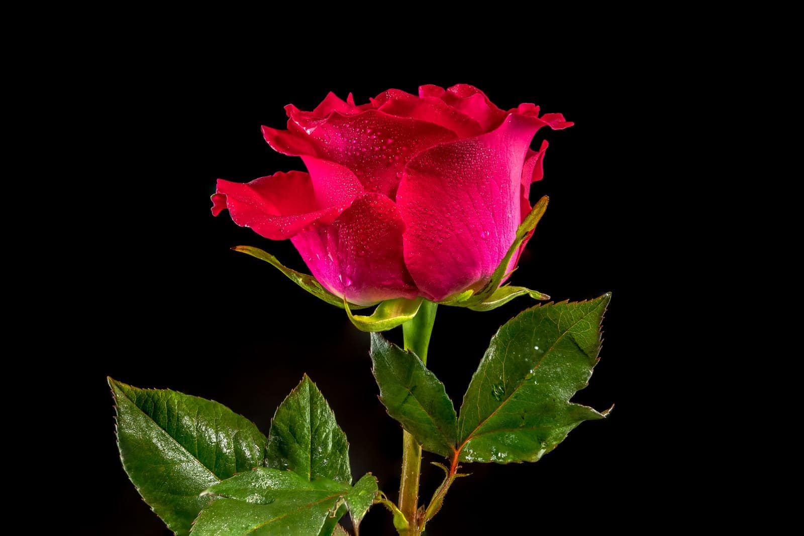 Unlocking the Genetic Mysteries of Modern Roses