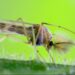 A close-up macro shot of a small insect with delicate wings and a feathery antenna on a vibrant green leaf, highlighting insect research and biodiversity at Boyce Thompson Institute.