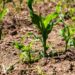 Young corn plants growing in soil at Boyce Thompson Institute field research site.