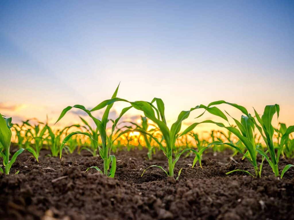 Young corn plants growing in soil at sunset, emphasizing agricultural research and plant science at Boyce Thompson Institute.