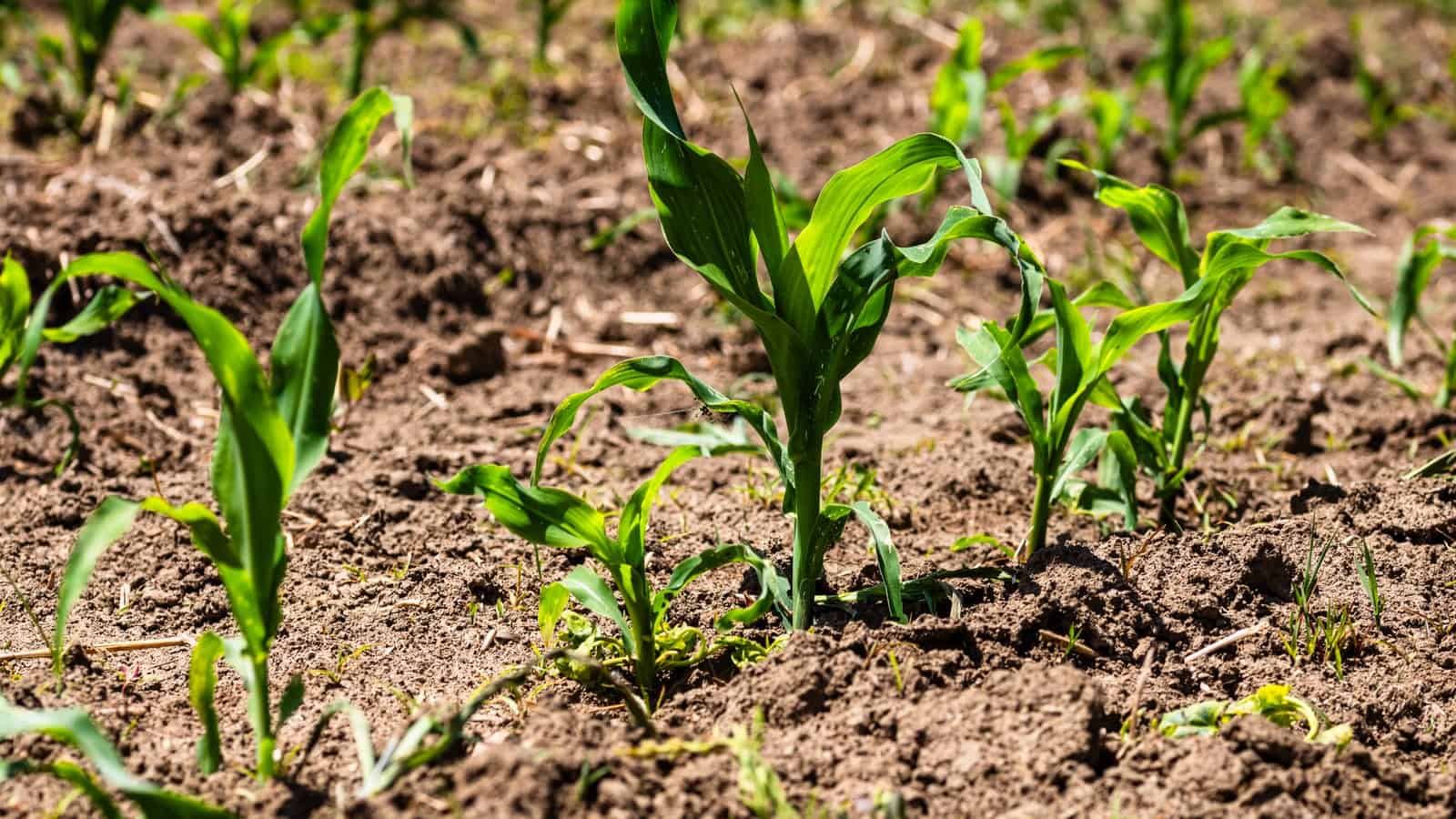 The Unexpected Protein Connection in Maize Growth and Defense