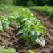 Young bean plants growing in rich soil in a research farm at Boyce Thompson Institute for sustainable agriculture research and plant science advancement.
