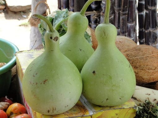 Bottle gourd genome provides insight on evolutionary history and genetic relationships of cucurbit crops