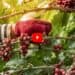 Close-Up Of Hand Holding Coffee Beans Growing On Coffee Tree