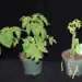 Tomato plant research experiment showing healthy versus stressed plants at Boyce Thompson Institute for plant science research.