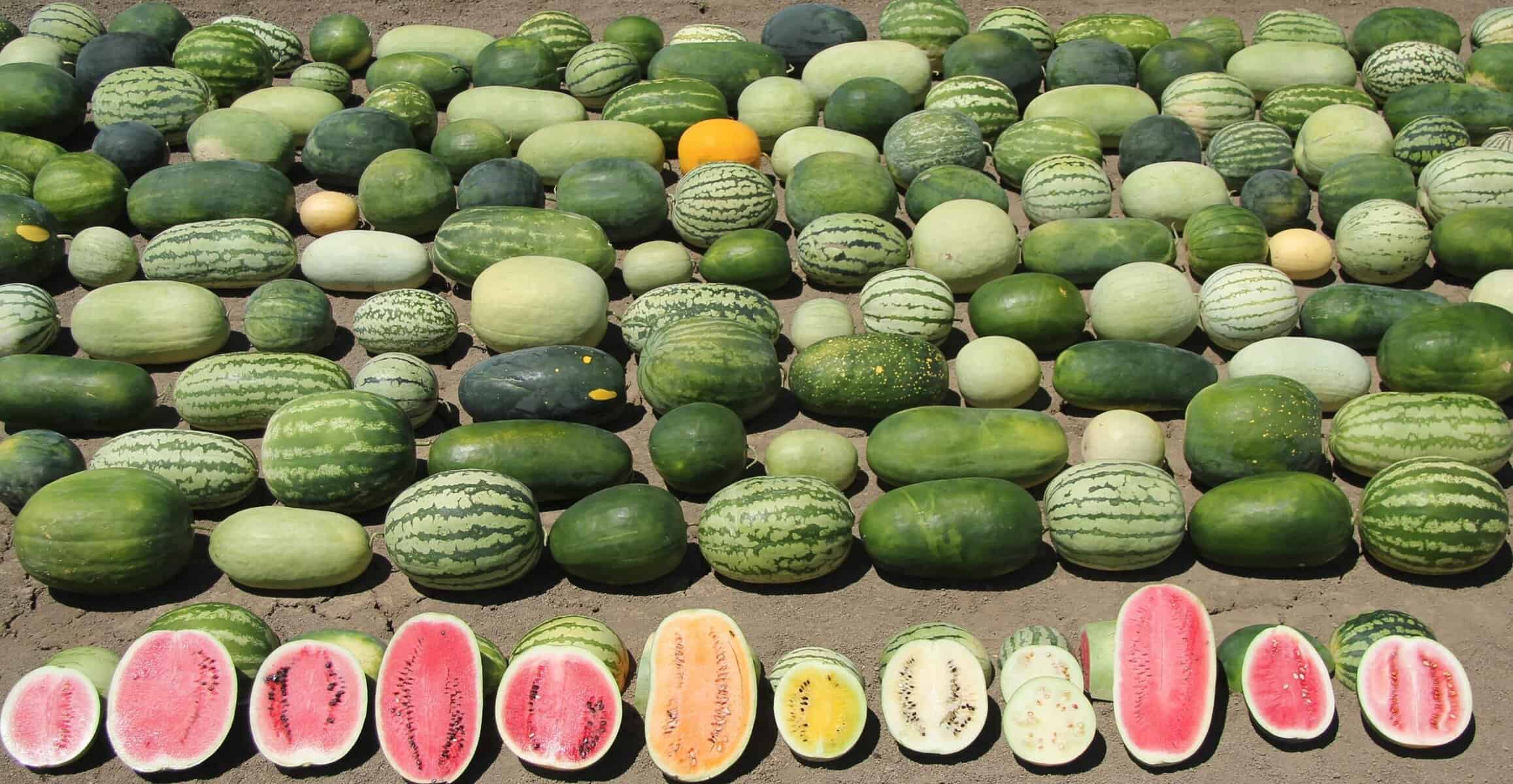 Harvesting Genes to Improve Watermelons